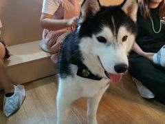 -Husky Go! 哈士奇体验馆·宠物咖啡厅狗咖
