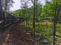 -合肥滨湖国家森林公园