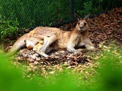 -北京野生动物园