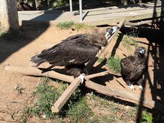 -西霞口神雕山野生动物世界