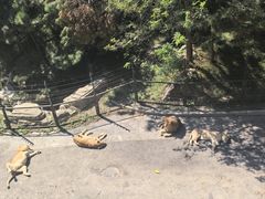 -大连森林动物园