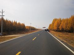 -御道口草原森林风景区