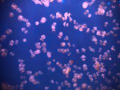 -福州罗源湾海洋世界旅游区