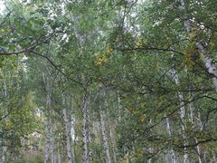 景点-乌兰布统景区-白桦林