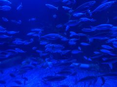 -太平洋海底世界