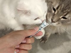 -楼上猫咖(罗湖店)