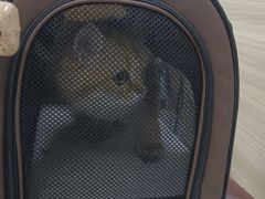 -嘉馨宠物医院·CT影像转诊·心脏科·犬猫全科诊疗中心(下沙大学城院区)