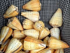 -青岛贝壳博物馆