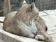-青藏高原野生动物园