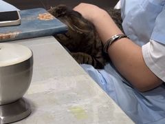 -四月宠物医院·猫专科·心脏专科·内科(转塘店)