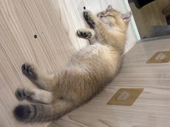 -屋虎猫馆(宝安大仟里店)