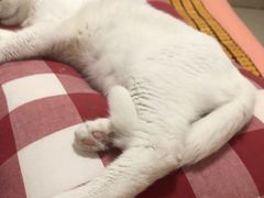 -太原东方动物医院(小店分院)