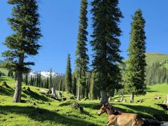 -新疆那拉提国家旅游度假区