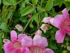 -证大大拇指广场(芳甸路店)