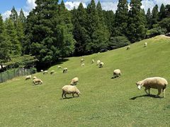 -神户市立六甲山牧场