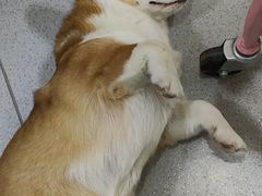 -我爱猫咪·猫咖·狗咖·安哥拉兔·羊驼咖(小寨华旗店)