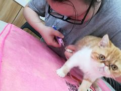 -瑞鹏宠物医院·猫科·宠保定点(梅溪湖分院)