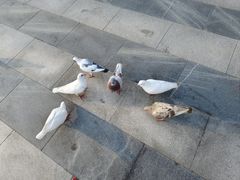 -鸽子窝公园