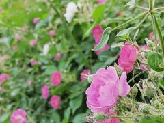 -国家植物园南园