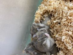 -怪兽屋·羊驼·猫咖·狗咖(俊华广场店)