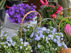 -金陵花卉交易市场