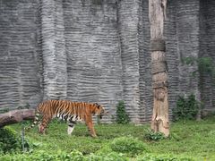 -清迈夜间动物园