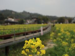 -红山村