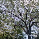 温泉项目：老少皆宜，露天温泉，有红酒浴