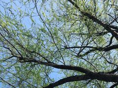 -两河城市森林公园