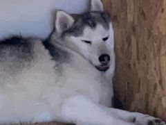 -Husky Go! 哈士奇体验馆·宠物咖啡厅狗咖