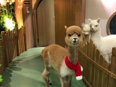 -藦茜花园宠物主题亲子互动体验馆(国顺东路店)