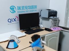 -瑞派宠物医院·内科·软组织·绝育中心(沈阳八纬路分院)