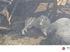 -泉州海丝野生动物世界