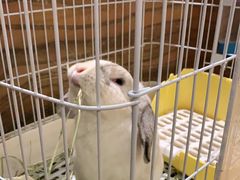 -猫猫幼稚园·撸猫·桌游·电玩