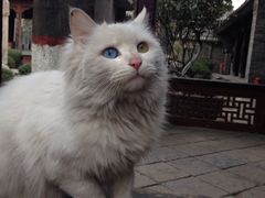 大清真寺-西安化觉巷清真大寺