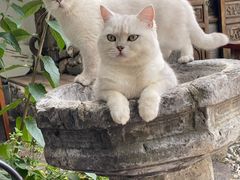 -喵屿·大理花园猫咖