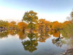 -金塔沙漠胡杨林景区