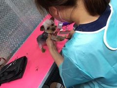 -A猫a狗全科·犬猫异宠·芥西宠物医院(南开总院)