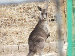 -青藏高原野生动物园
