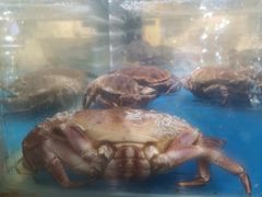 面包蟹-盒马鲜生(莱蒙都会店)