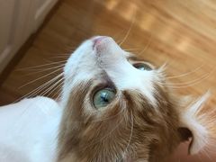 -momokira米努特·德文卷毛猫·棉花面纱犬