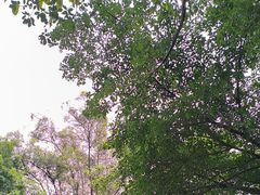 -峨眉山报国寺