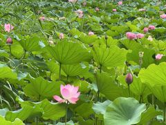 -莲花池公园