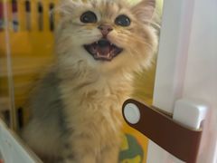 -屋虎猫馆(宝安大仟里店)