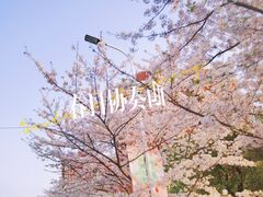-高东镇樱花园