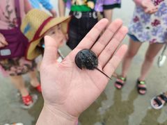 -红树林天天赶海
