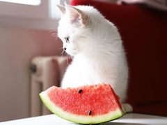 -多卡布奇宠物生活馆(上林世家店)