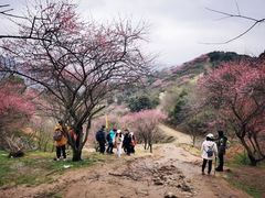 -新建村梅花
