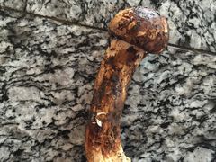 -蘑统田下·野生菌火锅