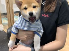 -猫色咖啡·猫咖